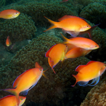 Pseudanthias dispar : 2 à 4 cm